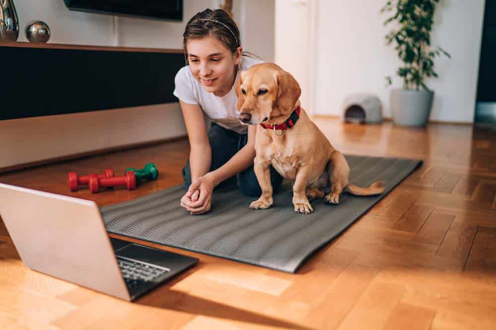 Chancen aus der Krise: Online ist in – auch in der Hundeausbildung