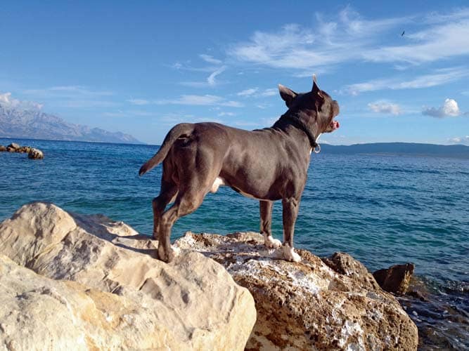 Dobrodošli u Hrvatskoj – Urlaub mit Hund in Kroatien