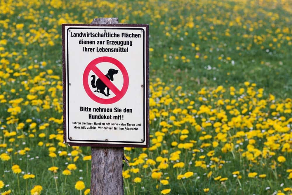 Hundekot und Kälbersterben?