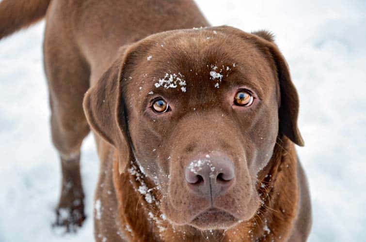 Labrador Retriever – Der Hund, der gefallen will …