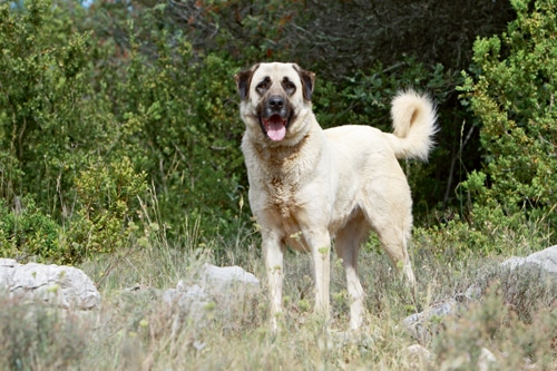 Herdenschutzhunde – Zwischen Faszination und Albtraum