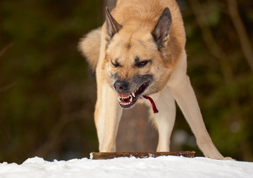 Aggression bei Hunden – aus Sicht der Herdenschutz­hunde-Expertin