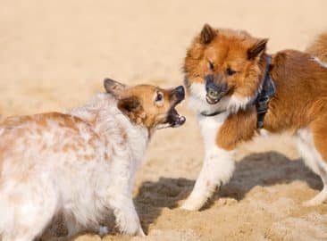 Die individuelle Reizschwelle in der Mehrhundehaltung