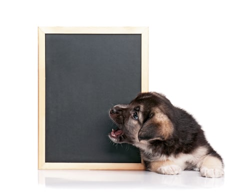 WIE soll mein Hund lernen?– oder doch besser WAS?