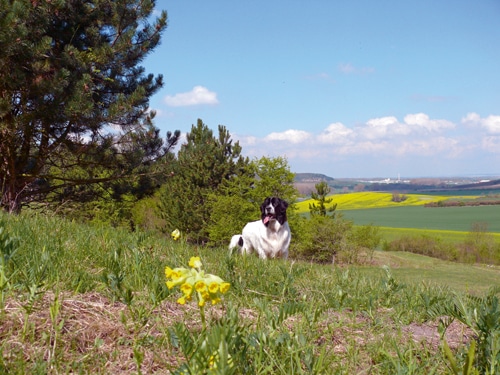 Der LANDSEER – ein sanfter Riese
