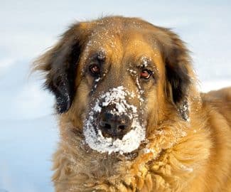 Der Leonberger – Gelassener Riese
