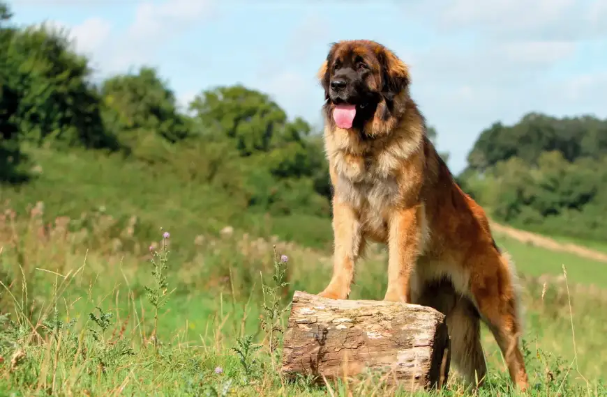 Der Leonberger – Gelassener Riese