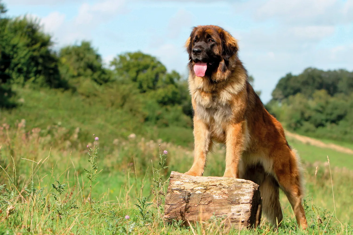 Der Leonberger – Gelassener Riese