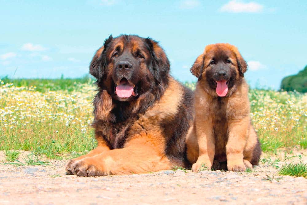Der Leonberger – Gelassener Riese