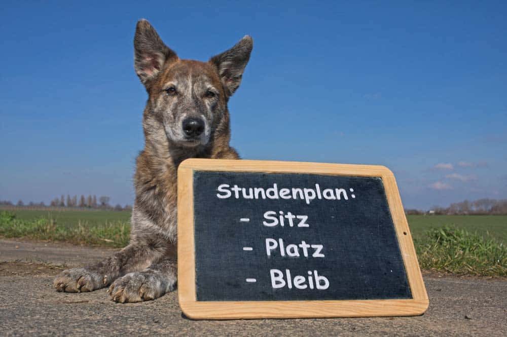 Trainingsmethoden: Auswirkungen auf hundliches Wohlbefinden