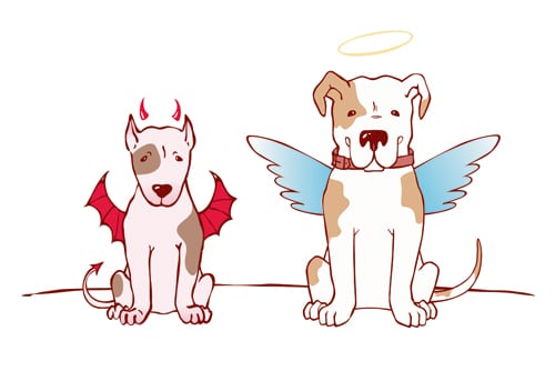 Welche Rasse ist ­„Kampfhund“?