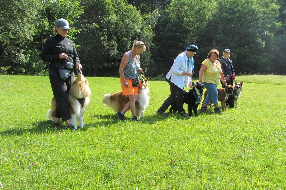 Kreativ Longieren und LineDance mit Hund