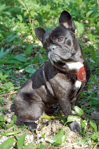 Wenn Hundefreunde zusammenhalten – Auf den Hund gekommen …