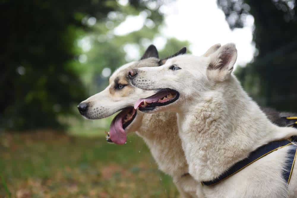 Lucy & Loki – Wunder im Doppelpack
