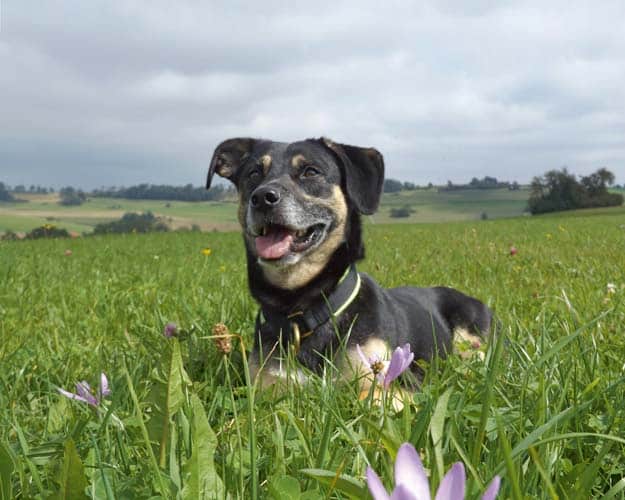 Von der Hundehalterin zur Hundetrainerin – Alltagsgeschichten