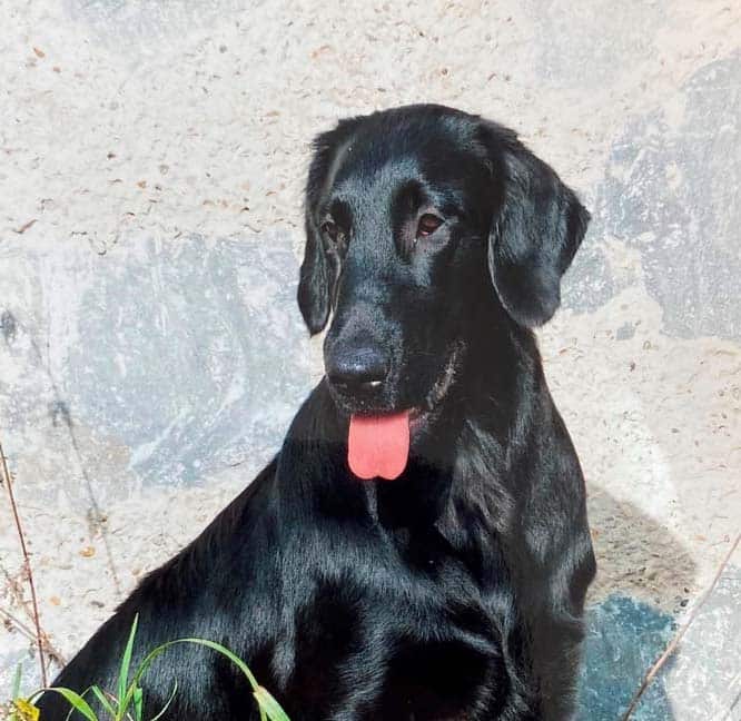 Oldies but Goldies: Luna, eine 12-jährige Flat-Coated-Retriever-Hündin