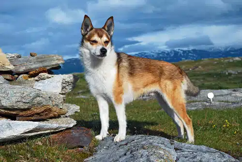 Der Norwegische Lundehund – eine kynologische Rarität