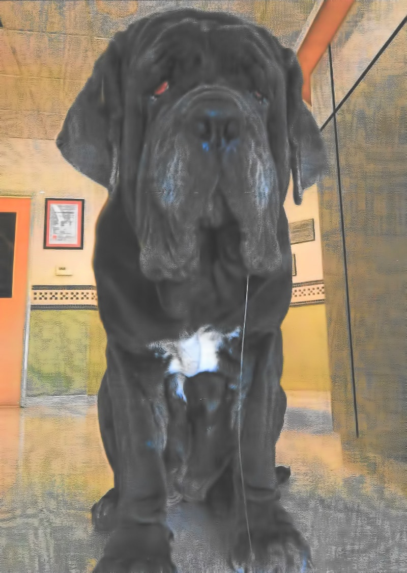 Hündin „Martha“ ist „Hässlichster Hund der Welt“