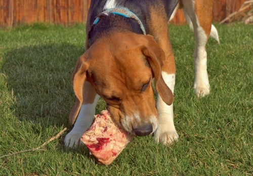 Ohne Maulkorb: Das Recht auf hunde­gerechte Ernährung