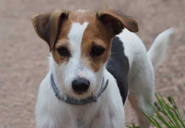 Hund entlaufen – Betrugsmasche: Erpresser fordert Lösegeld