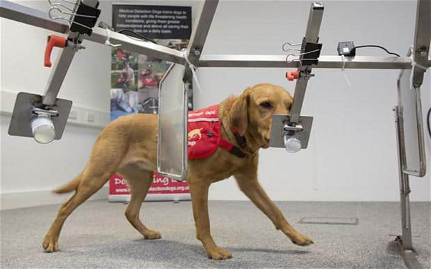 Corona – Britische Studie: Hunde erschnüffeln Infizierte