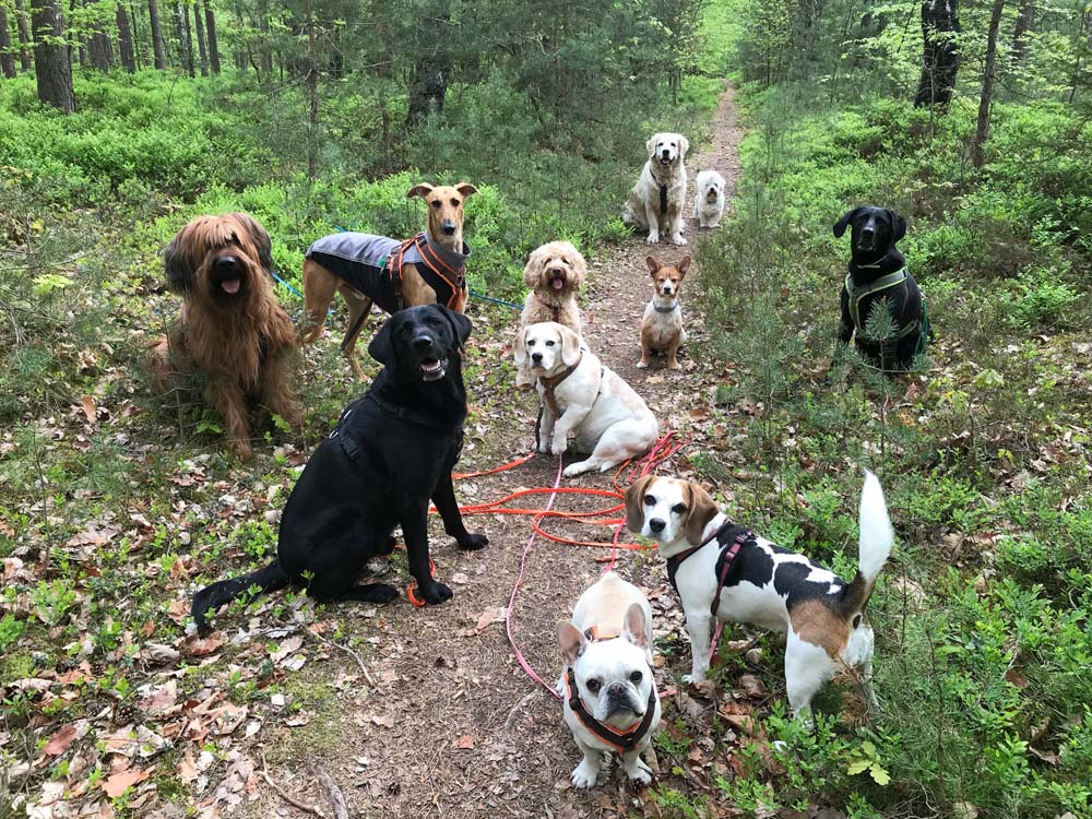 Mehrhundehaltung: So geht‘s ohne Stress