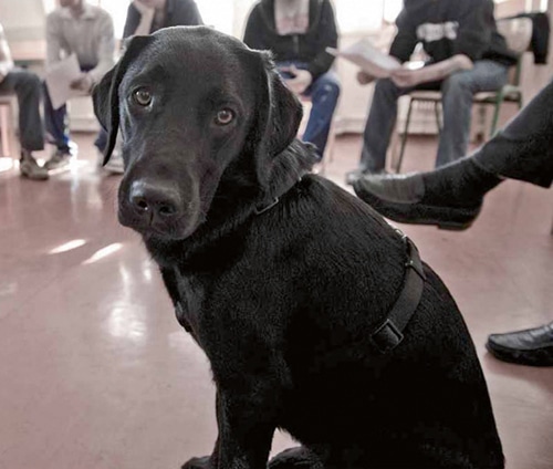 Mensch & Hund: Eine emotionale Geschichte