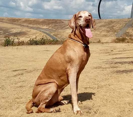 Oldies but Goldies: Merlin, ein 13-jähriger Magyar-Vizsla-Rüde