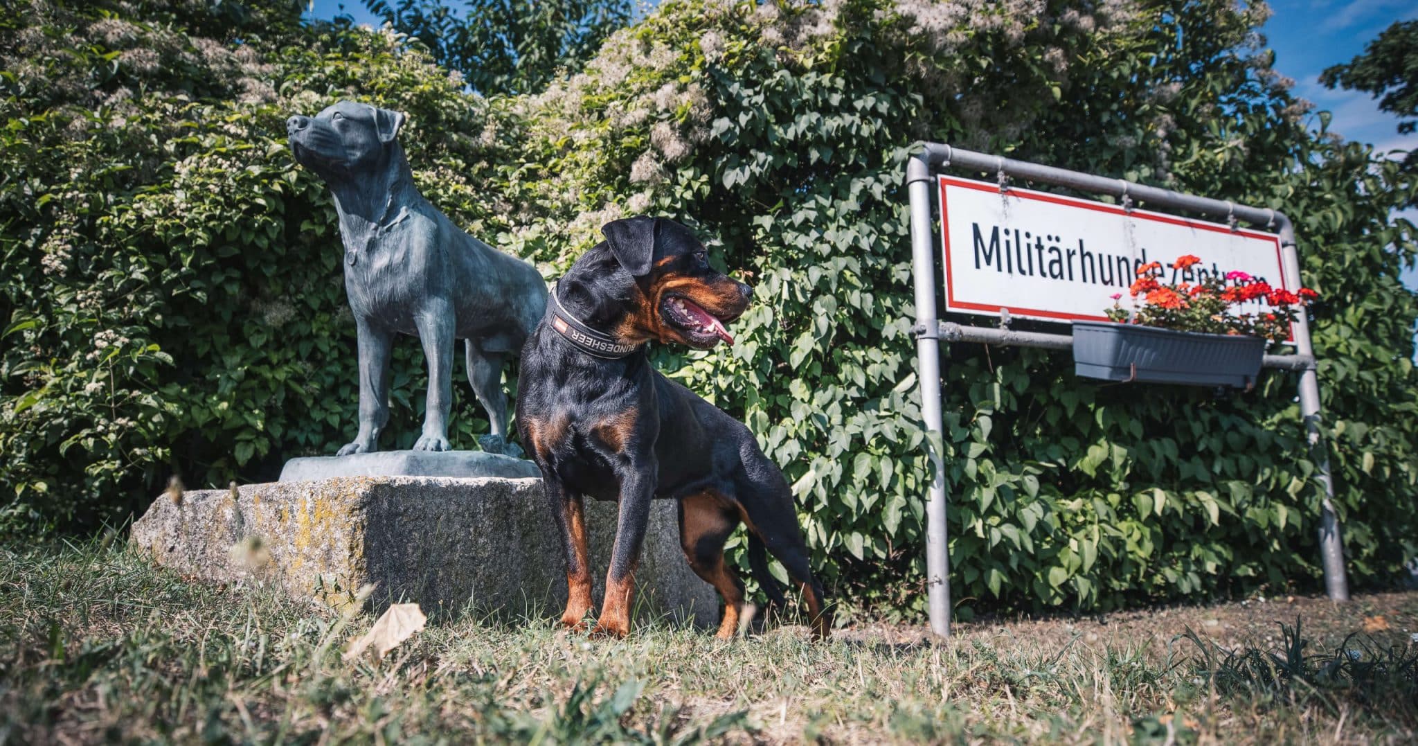 Vektorübertragene Erkrankungen bei Militärhunden