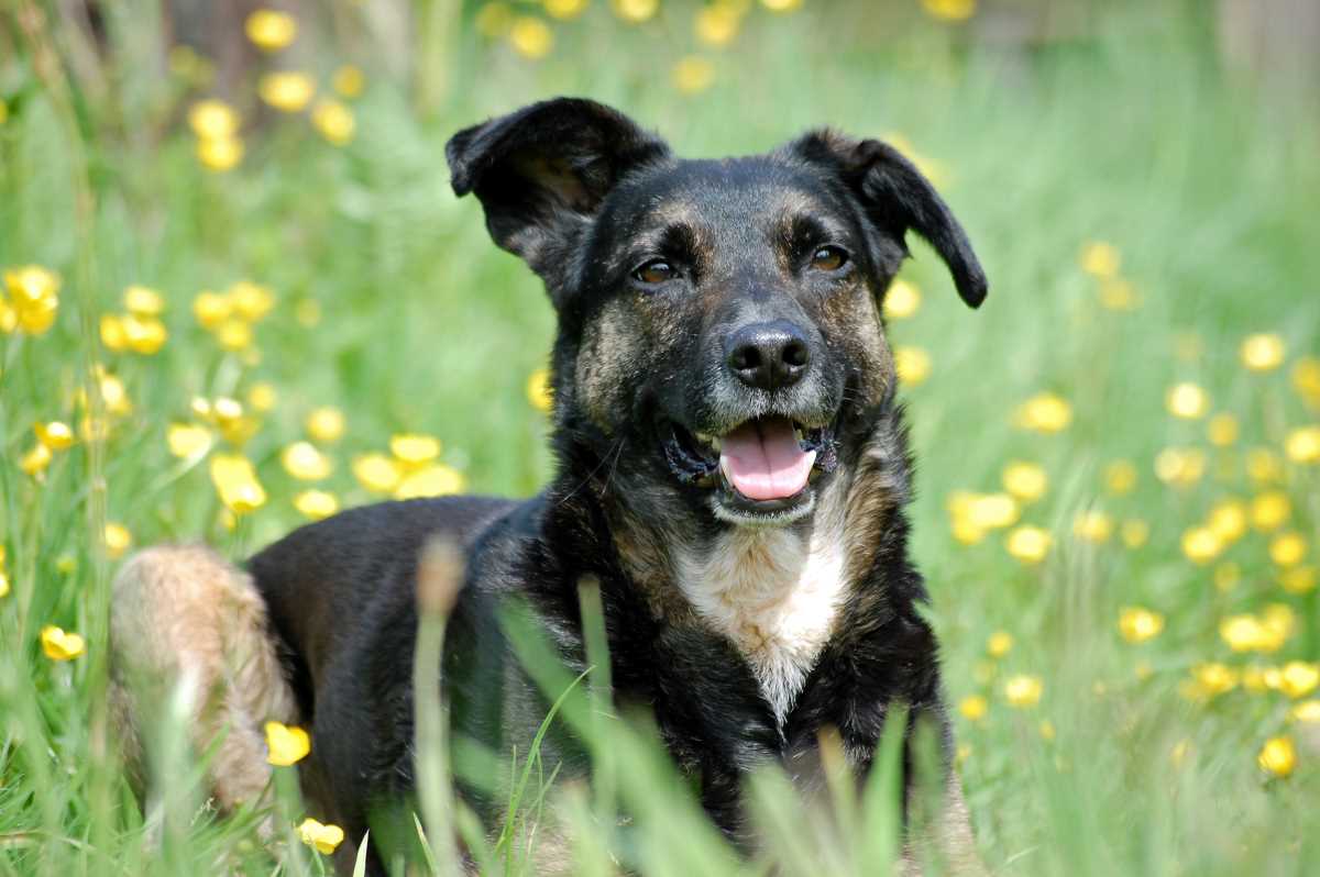 Hund verletzte in Innsbruck Achtjährigen