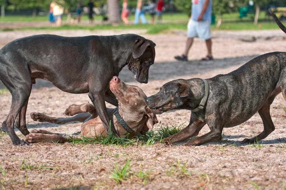 „Der will doch nur spielen …?!“