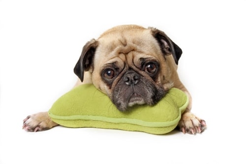 Der Mops