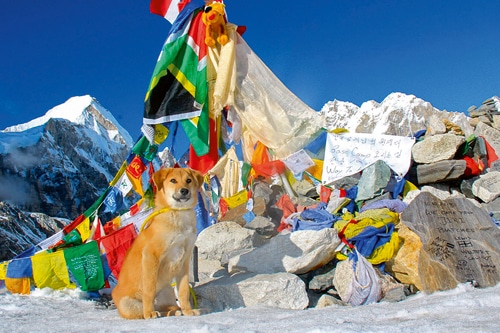 Rupee: Nach seiner Rettung in das Basiscamp des Mount Everest