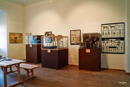 Das Europäische ­Hundemuseum