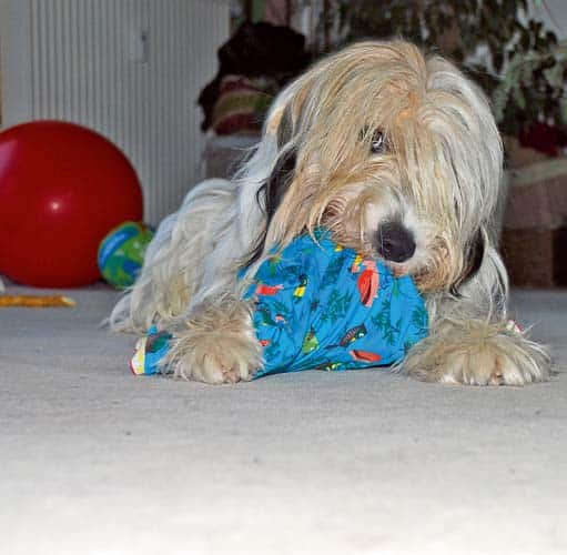 Newtons beschleunigte Bewegung – "Hundephysik" …