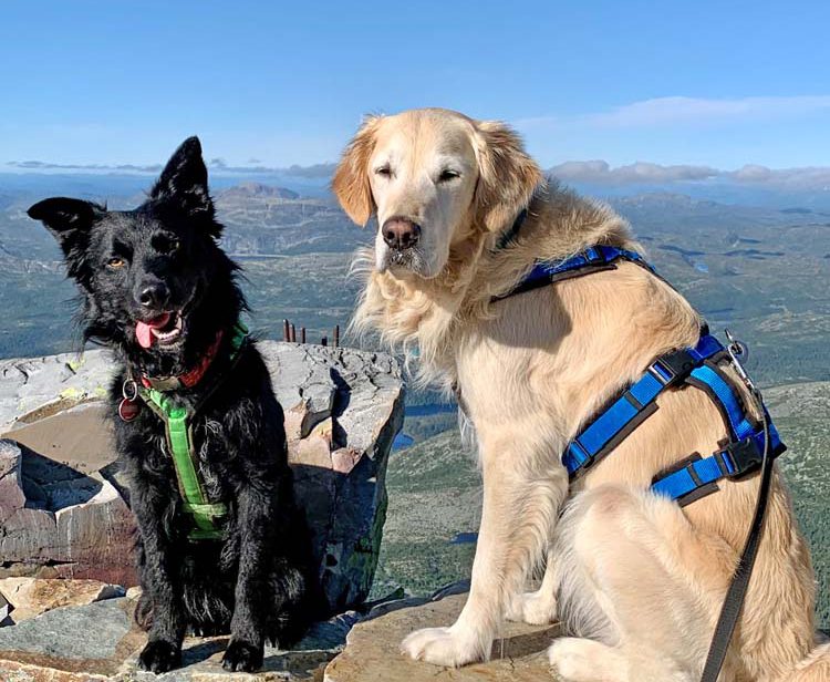 Acht Pfoten, vier Beine, ein Zelt: Mit Hunden durch Norwegen