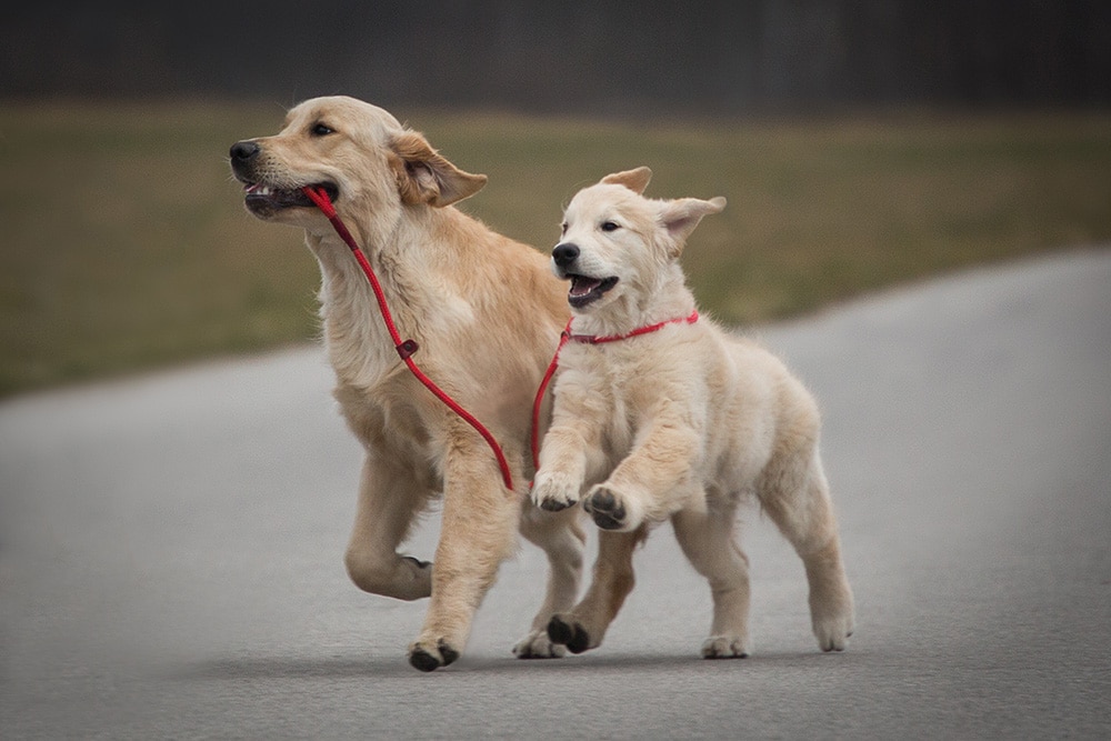 Internationale Rassehundeausstellung am 10.&11. Juni in Klagenfurt