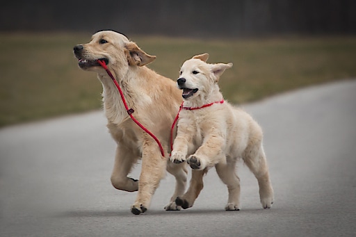 Internationale Rassehundeausstellung am 9./10.Juni 2018 in Klagenfurt/Messe