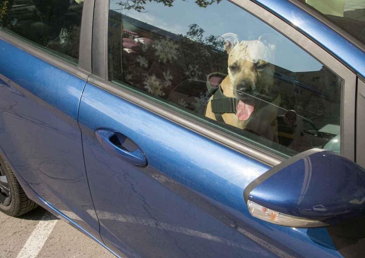 Vorsicht, Hundstage: So schützen Sie Ihre Haustiere