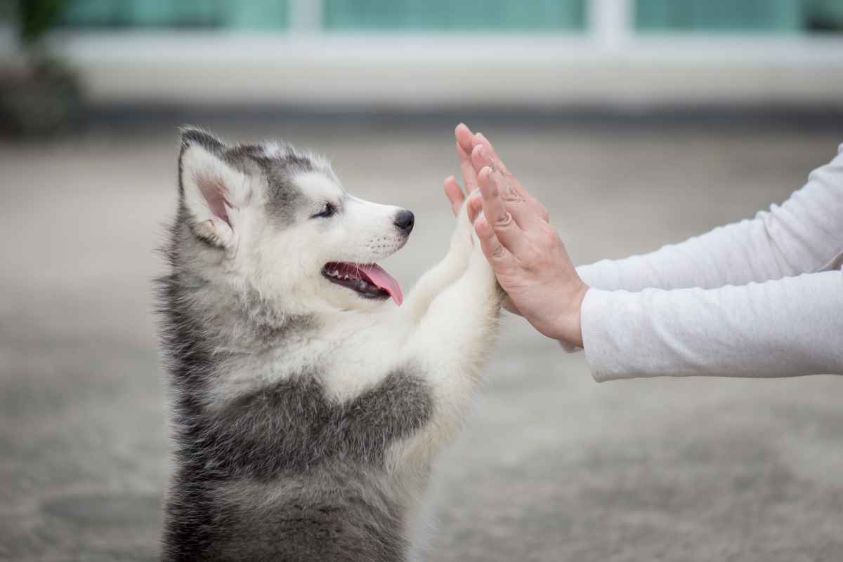 KoAla-Test® – neues Projekt von ProHunde
