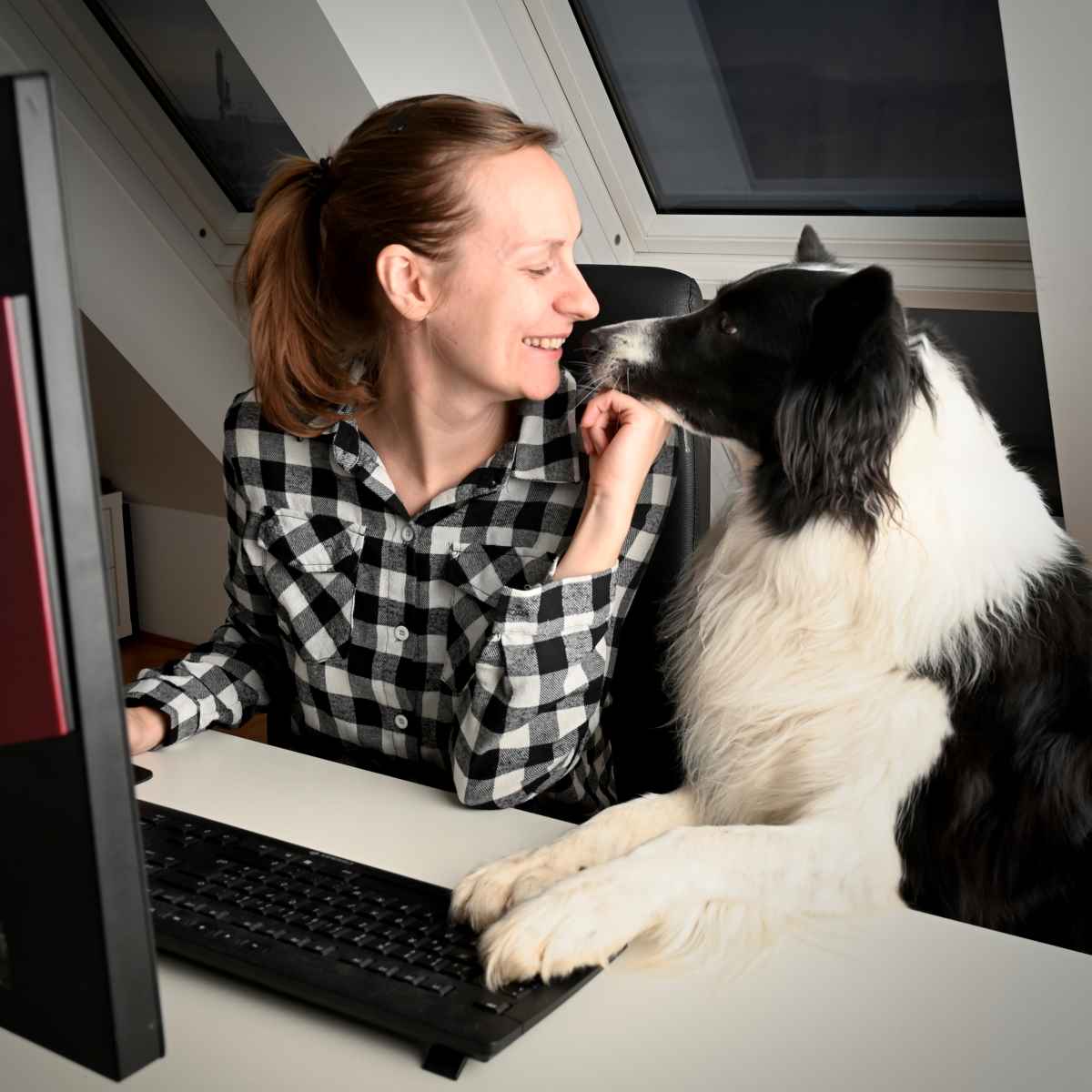 Arbeitskollege Hund