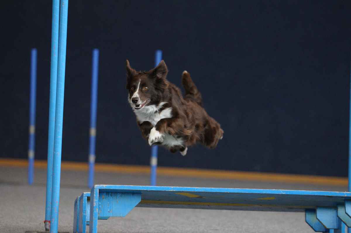 Weltmeisterschaft für Agility in Schwechat