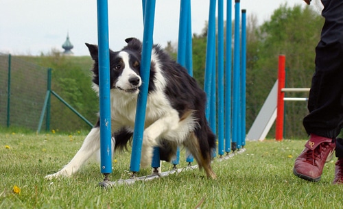 Agility – Trendsportart „for fun“ oder doch Hunde­sport des Gehorsams mit Geräteübungen?