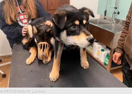 Polizei ermittelt wegen Tierquälerei