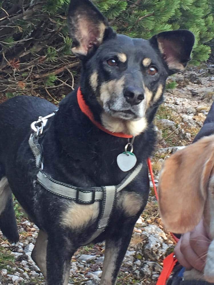 Oldies but Goldies: Luis, der rumänische Straßenhund