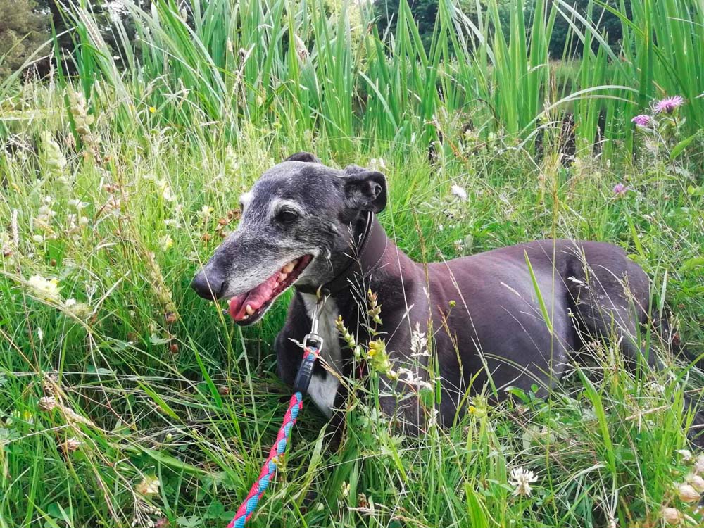 Oldies but Goldies: Negra – Hund mit Vergangenheit