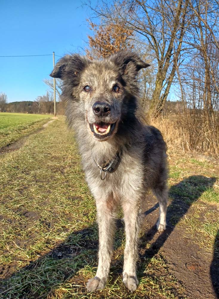 Oldies but Goldies: Pepper, der vermeintliche Wolf