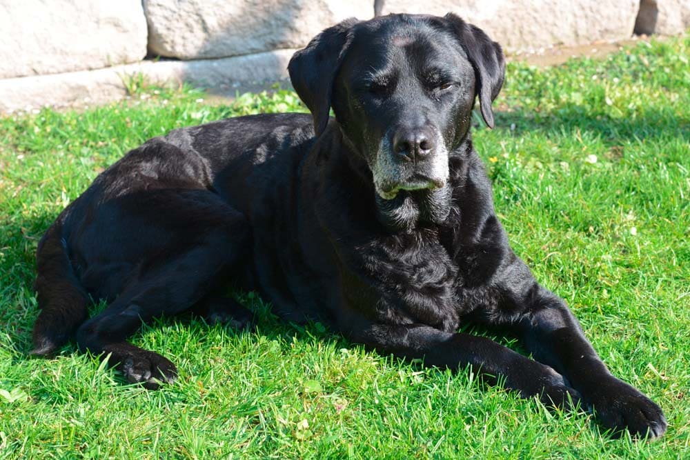 Oldies but Goldies: Polly und Eddie