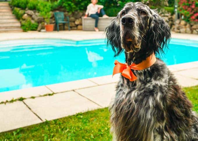 Makler-Assistent auf vier Pfoten: English Setter Oscar testet Immobilien auf Hundetauglichkeit