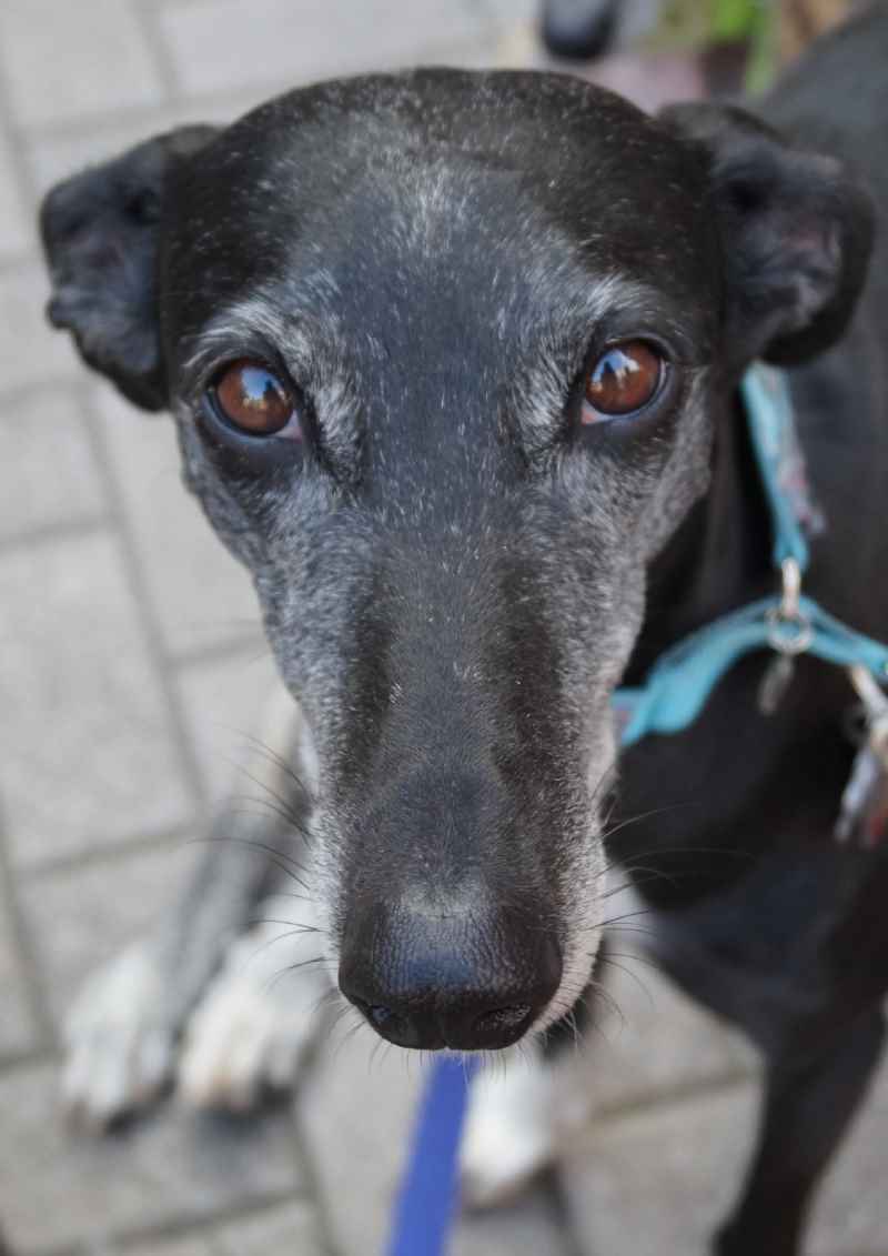 7. Kölner Galgo-Marsch am 29. Januar